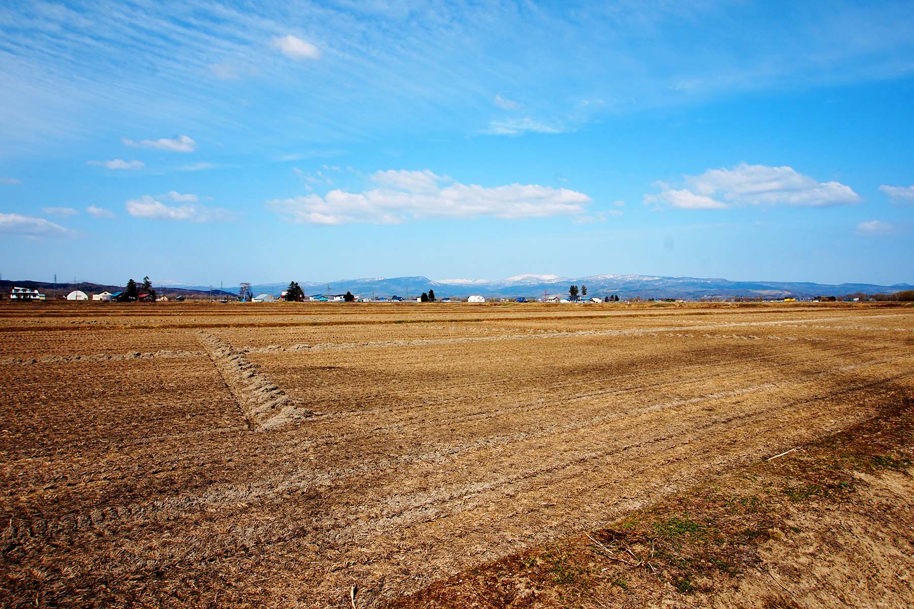 「朝もぎ」だと、なぜ美味しいの？収穫したその日に出荷！