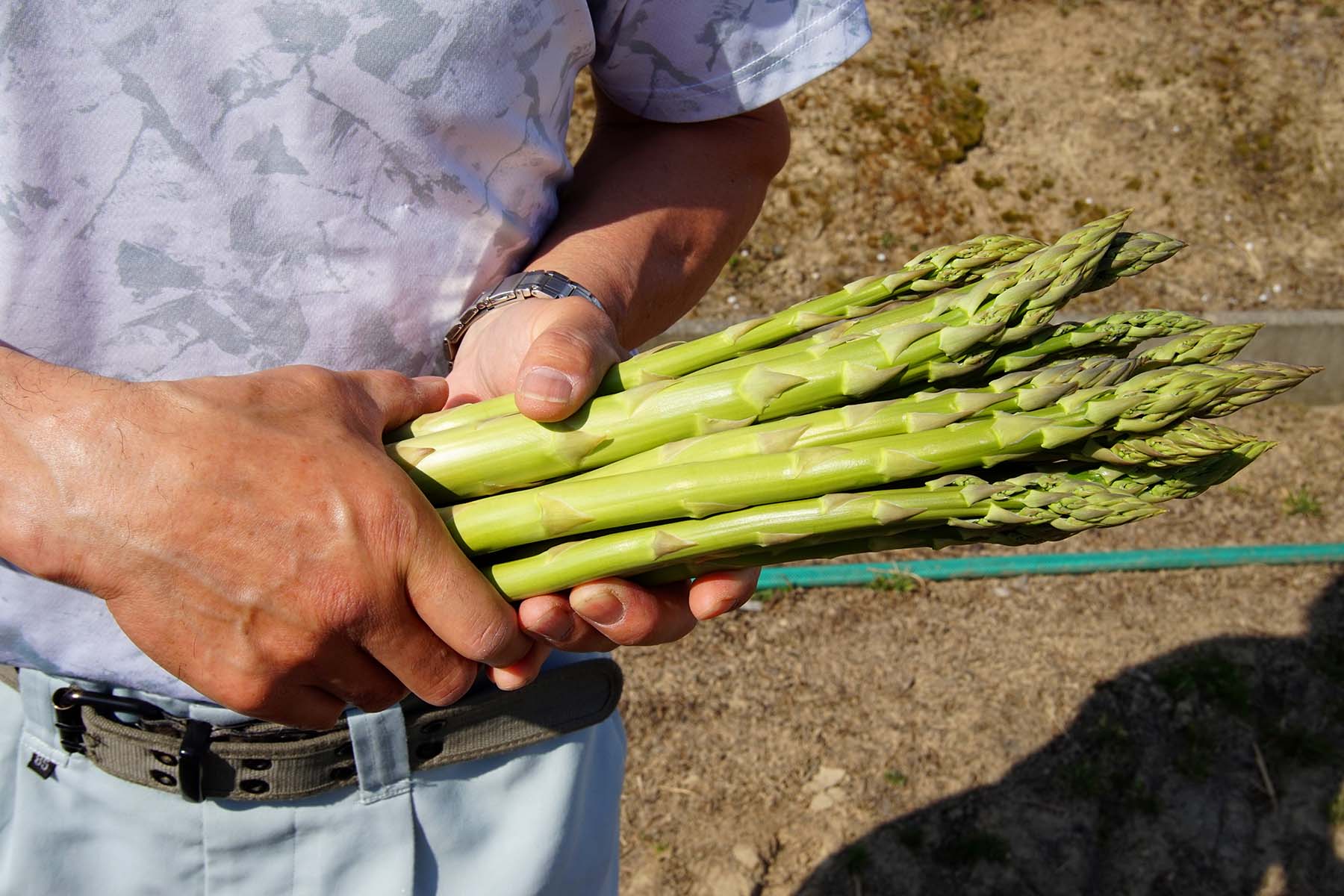 北海道 感動いちばが「名寄のアスパラ」を
応援したいもうひとつの理由。