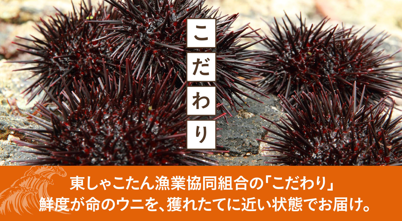 東しゃこたん漁業協同組合の「こだわり」。 鮮度が命のウニを、獲れたてに近い状態でお届け。